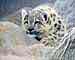 Snow Leopard 6